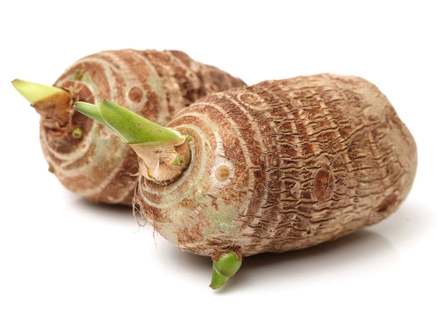 Two brown tubers with green shoots on a white background